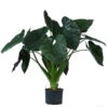Pfeilblatt - Alocasia 'Wentii', Hydrokultur -Biohort || LECHUZA Verkaufsgeschäft 8425662 WE FS 001 AlocasiaWentii25 19H100