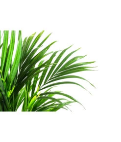 Titelseite 3 Titelseite -Biohort || LECHUZA Verkaufsgeschäft 8478539 WE DE 001 GoldfruchtpalmeinKeramikT19