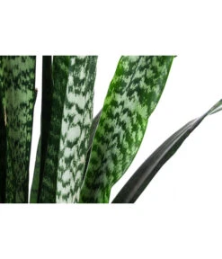 Bogenhanf - Sansevieria Zeylanica, Im Seegras-Korb -Biohort || LECHUZA Verkaufsgeschäft 8478737 WE DE 001 SansevieriaZeylanicaT21imKorbIgmar