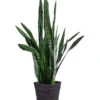 Bogenhanf - Sansevieria Zeylanica, Im Seegras-Korb -Biohort || LECHUZA Verkaufsgeschäft 8478737 WE FS 001 SansevieriaZeylanicaT21imKorbIgmar