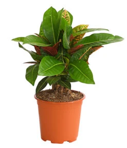 Wunderstrauch - Codiaeum Variegatum 'Banana'