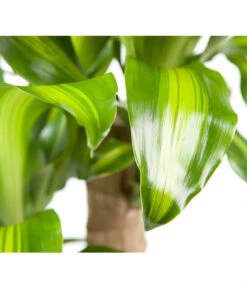 Drachenbaum - Dracaena Fragrans 'Massangeana' -Biohort || LECHUZA Verkaufsgeschäft 8511214 BildD 001 DrachenbaumMassangeanaDracaenaMassangeana3T