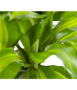Drachenbaum - Dracaena Fragrans 'Massangeana' -Biohort || LECHUZA Verkaufsgeschäft 8511214 BildD 002 DrachenbaumMassangeanaDracaenaMassangeana3T
