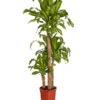 Drachenbaum - Dracaena Fragrans 'Massangeana' -Biohort || LECHUZA Verkaufsgeschäft 8511214 PR FS 001 DracaenaFragansMassangeana3erTuffT24DehnerExpressZS