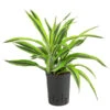 Drachenbaum - Dracaena 'Lemon Lime', Hydrokultur -Biohort || LECHUZA Verkaufsgeschäft 8536302 WE FS 001 DracaenaLemonLineKoepfe2PPDrachenbaumHydroT15 DehnerExpressHerzig