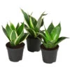Bogenhanf-Set - Sansevieria Trifasciata Hahnii, 3-teilig -Biohort || LECHUZA Verkaufsgeschäft 8561631 WE FS 001 SansevieriaTrifasciataHahnii3SetT5 5