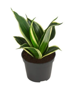 Bogenhanf-Set - Sansevieria Trifasciata Hahnii, 3-teilig 7 Bogenhanf-Set - Sansevieria Trifasciata Hahnii, 3-teilig -Biohort || LECHUZA Verkaufsgeschäft 8561631 WE FS 002 SansevieriaTrifasciataHahnii3SetT5 5