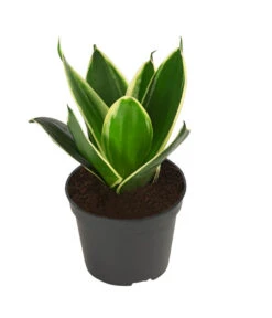 Bogenhanf-Set - Sansevieria Trifasciata Hahnii, 3-teilig 8 Bogenhanf-Set - Sansevieria Trifasciata Hahnii, 3-teilig -Biohort || LECHUZA Verkaufsgeschäft 8561631 WE FS 003 SansevieriaTrifasciataHahnii3SetT5 5