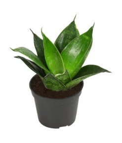 Bogenhanf-Set - Sansevieria Trifasciata Hahnii, 3-teilig 9 Bogenhanf-Set - Sansevieria Trifasciata Hahnii, 3-teilig -Biohort || LECHUZA Verkaufsgeschäft 8561631 WE FS 004 SansevieriaTrifasciataHahnii3SetT5 5
