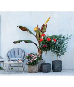 Hibiskus - Garten-Eibisch, Stämmchen -Biohort || LECHUZA Verkaufsgeschäft 8596744 WE MO 001 NeriumOleander