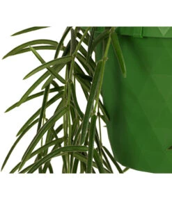 Wachsblume - Hoya Linearis, Ampel -Biohort || LECHUZA Verkaufsgeschäft 8598096 WE DE 002 HoyaLinearisAmpelT12