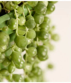 Erbsenpflanze - Senecio Rowleyanus -Biohort || LECHUZA Verkaufsgeschäft 8598112 PR DE 001 ErbsenpflanzeSenecioRowleyanusT14DehnerExpressZS