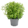 Dehner Gourmet Garten Oregano -Biohort || LECHUZA Verkaufsgeschäft 8610123 WE FS 001 GourmetGartenOreganumT14