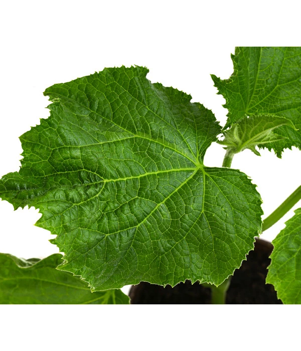 Bio Schlangengurke Im Pottburri®-Topf 5 Bio Schlangengurke Im Pottburri®-Topf – Bild 3