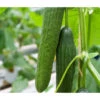 Bio Schlangengurke Im Pottburri®-Topf -Biohort || LECHUZA Verkaufsgeschäft 8611287 WE FS 002 PotburriBioGurkeVonBiolandGurkeVeredelt