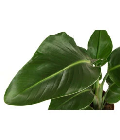 Baumstrelitzie - Strelitzia Nicolai -Biohort || LECHUZA Verkaufsgeschäft 8622763 WE DE 001 StrelitziaNicolaiT17DehnerExpressHerzig