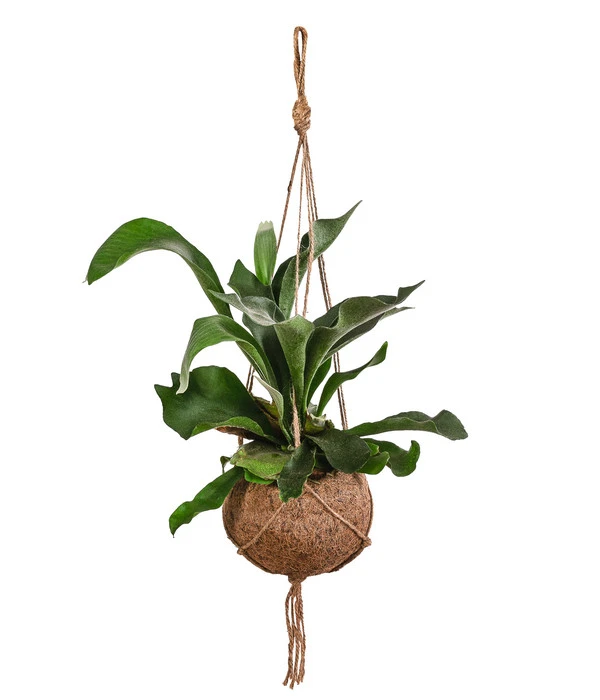 Kokodama-Ampel Geweihfarn - Platycerium 3 Kokodama-Ampel Geweihfarn - Platycerium