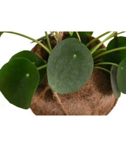 Kokodama-Ampel Glückstaler - Pilea Peperomioides -Biohort || LECHUZA Verkaufsgeschäft 8627820 WE DE 001 KokodamaPileaPeperomioidesT17DehnerExpressHerzig