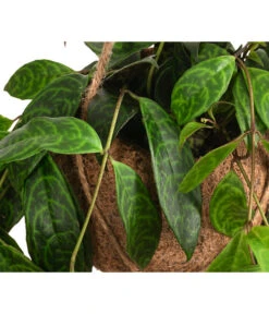 Kokodama-Ampel Gefleckte Schamblume - Aeschynanthus Marmoratus -Biohort || LECHUZA Verkaufsgeschäft 8627846 WE DE 002 KokodamaAeschynanthus