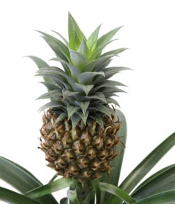 Ananaspflanze - Ananas Comosus, In Keramik 9 Ananaspflanze - Ananas Comosus, In Keramik -Biohort || LECHUZA Verkaufsgeschäft 8627978 WE DE 001 AnanaspflanzeInKeramik