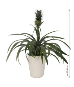 Ananaspflanze - Ananas Comosus, In Keramik 8 Ananaspflanze - Ananas Comosus, In Keramik -Biohort || LECHUZA Verkaufsgeschäft 8627978 WE FS 003 AnanaspflanzeInKeramik
