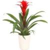 Guzmanie - Guzmania Calypso, In Keramik -Biohort || LECHUZA Verkaufsgeschäft 8628018 WE FS 001 GuzmaniaCalypsoInKeramikT13