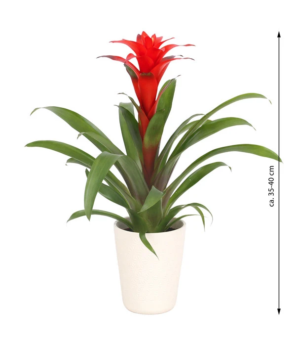 Guzmanie - Guzmania Calypso, In Keramik 5 Guzmanie - Guzmania Calypso, In Keramik – Bild 3