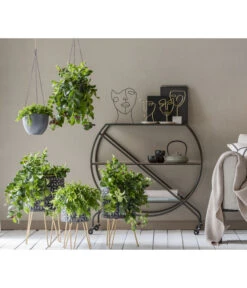 Schamblume - Aeschynanthus Radicans 'Mona Lisa', Ampel -Biohort || LECHUZA Verkaufsgeschäft 8635377 WE MO 001 AeschynanthusAmpel2021GC15