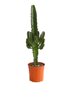 Abessinische Wolfsmilch - Euphorbia Abyssinica