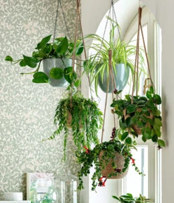 Schamblume - Aeschynanthus Radicans 'Mona Lisa', Ampel -Biohort || LECHUZA Verkaufsgeschäft 8650376 WE MO 001 Ampelpflanzen