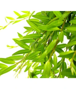 Schamblume - Aeschynanthus Japhrolepis, Ampel -Biohort || LECHUZA Verkaufsgeschäft 8651101 PR DE 001 AeschynanthusJaphrolepisSinnblumeSchamblumeT15DehnerExpressHerzig