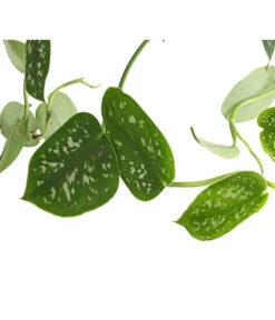 Gefleckte Efeutute - Scindapsus 'Pictus', Ampel -Biohort || LECHUZA Verkaufsgeschäft 8658783 PR DE 001 EpipremnumPictusAmpelT15DehnerExpressHerzig