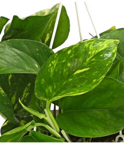 Efeutute - Epipremnum Aureum 'Torro', Ampel -Biohort || LECHUZA Verkaufsgeschäft 8660045 WE DE 001 EpipremnumAureumAmpelScindapsusT15DehnerExpressHerzig