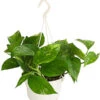 Efeutute - Epipremnum Aureum 'Torro', Ampel -Biohort || LECHUZA Verkaufsgeschäft 8660045 WE FS 001 EpipremnumAureumAmpelScindapsusT15DehnerExpressHerzig
