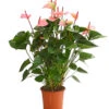 Große Flamingoblume - Anthurium Andreanum 'Summerlove' 1 Große Flamingoblume - Anthurium Andreanum 'Summerlove' -Biohort || LECHUZA Verkaufsgeschäft 8667545 WE FS 001 AnthurieAnthuriumSummerloveT21DehnerExpressHerzig