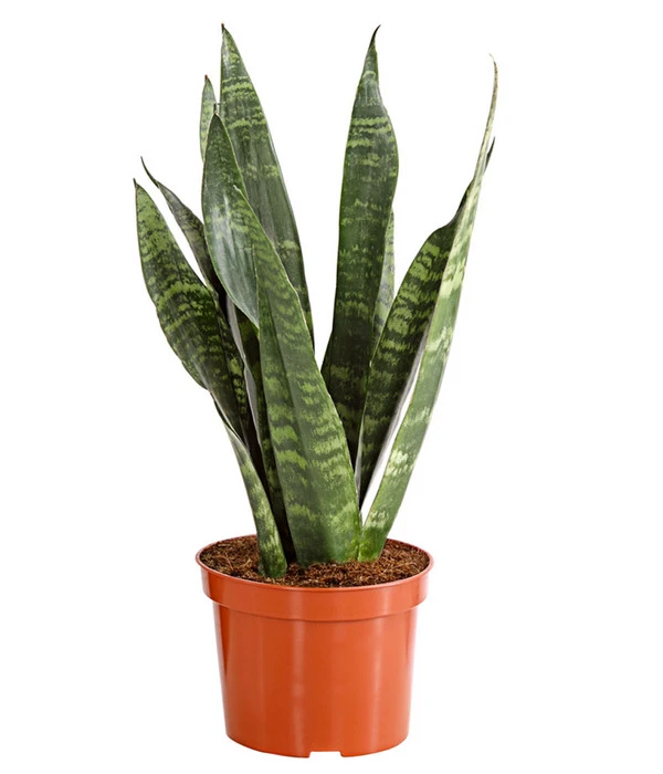 Bogenhanf - Sansevieria Zeylanica 3 Bogenhanf - Sansevieria Zeylanica