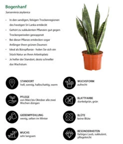 Bogenhanf - Sansevieria Zeylanica 7 Bogenhanf - Sansevieria Zeylanica -Biohort || LECHUZA Verkaufsgeschäft 8670523 WE IG 001 SansevierieSansevieriaZylanicaT12DehnerExpressHerzig
