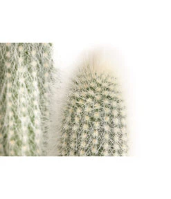 Säulenkaktus - Cleistocactus Strausii -Biohort || LECHUZA Verkaufsgeschäft 8671646 PR DE 001 SaeulenkaktusweissT17DehnerExpressHerzig