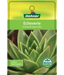 Echeverie - Echeveria Agavoides -Biohort || LECHUZA Verkaufsgeschäft 8672636 Echeveriaagavoides 22022017 1