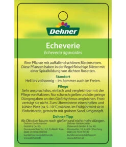 Echeverie - Echeveria Agavoides -Biohort || LECHUZA Verkaufsgeschäft 8672636 Echeveriaagavoides 22022017 2