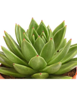 Echeverie - Echeveria Agavoides -Biohort || LECHUZA Verkaufsgeschäft 8672636 WE DE 001 EcheveriaAgavoidesT10DehnerExpressHerzig