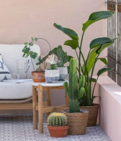 Kaktus-Wolfsmilch - Euphorbia Ingens -Biohort || LECHUZA Verkaufsgeschäft 8673246 WE MO 001 KaktusWolfsmilchEuphorbiaIngens