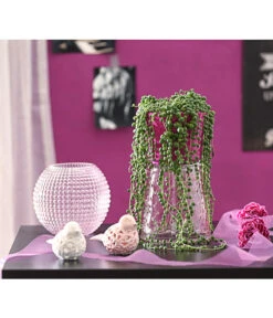 Erbsenpflanze - Senecio Rowleyanus -Biohort || LECHUZA Verkaufsgeschäft 8677924 PR MO 001 SenecioRowleyanusT11DehnerExpressHerzig