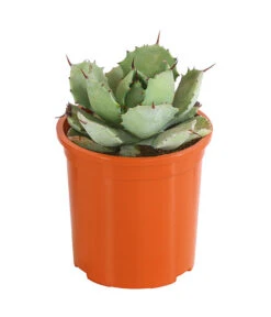 Agave 'Cuba' - Agave, Verschiedene Sorten -Biohort || LECHUZA Verkaufsgeschäft 8683484 PR FS 002 AgavenMixCubaT12DehnerExpressHerzig