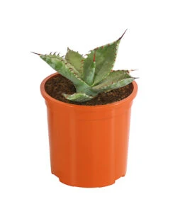 Agave 'Cuba' - Agave, Verschiedene Sorten -Biohort || LECHUZA Verkaufsgeschäft 8683484 PR FS 004 AgavenMixCubaT12DehnerExpressHerzig