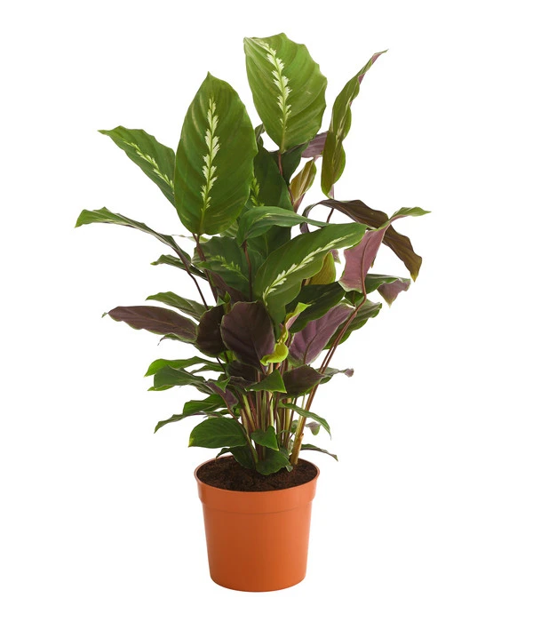 Korbmarante - Calathea 'Maui Queen' 3 Korbmarante - Calathea 'Maui Queen'