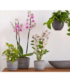 Efeutute - Epipremnum Aureum 'Torro', Ampel -Biohort || LECHUZA Verkaufsgeschäft 8687071 PR MO 002 8687063 8250045 8660045 DendrobiumUveSauer