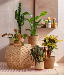 Abessinische Wolfsmilch - Euphorbia Abyssinica -Biohort || LECHUZA Verkaufsgeschäft 8698805 WE MO 001 AutumnSunrise