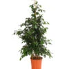 Birkenfeige - Ficus Benjamini 'Danielle'
