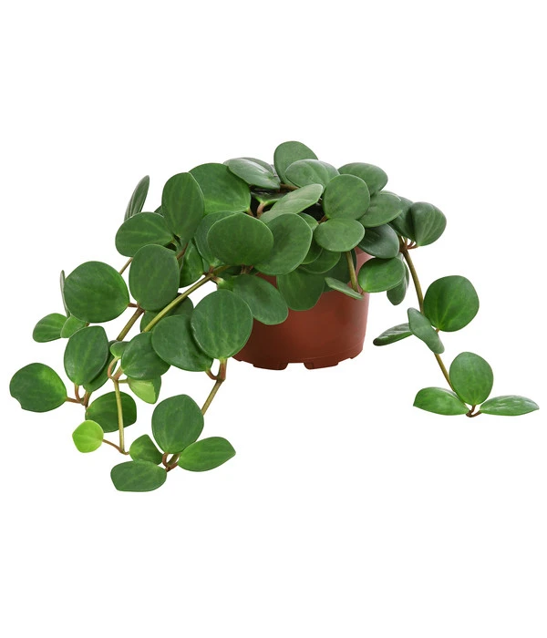 Peperomie - Peperomia Pecunifolia 3 Peperomie - Peperomia Pecunifolia